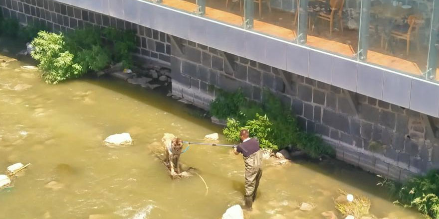 Kars Çayı'na düşen köpeği itfaiye kurtardı