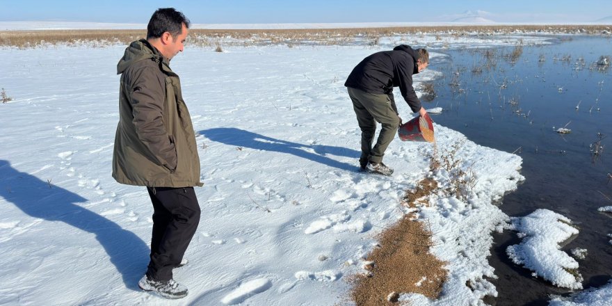 Kuyucuk Gölü'ne su kuşları için yem bırakıldı