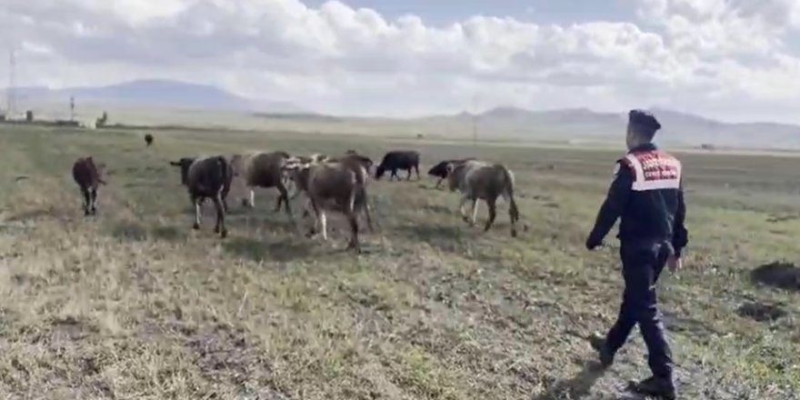 Kayıp Hayvanları Kars Jandarması Buldu