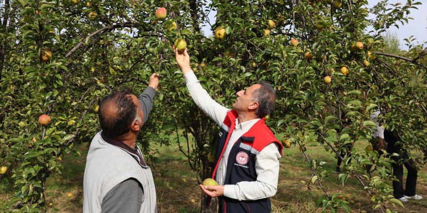 Kars’ta organik elma hasadı başladı