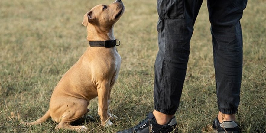 İnatçı Köpekler İçin Uyum Sağlayan Eğitim Yöntemleri