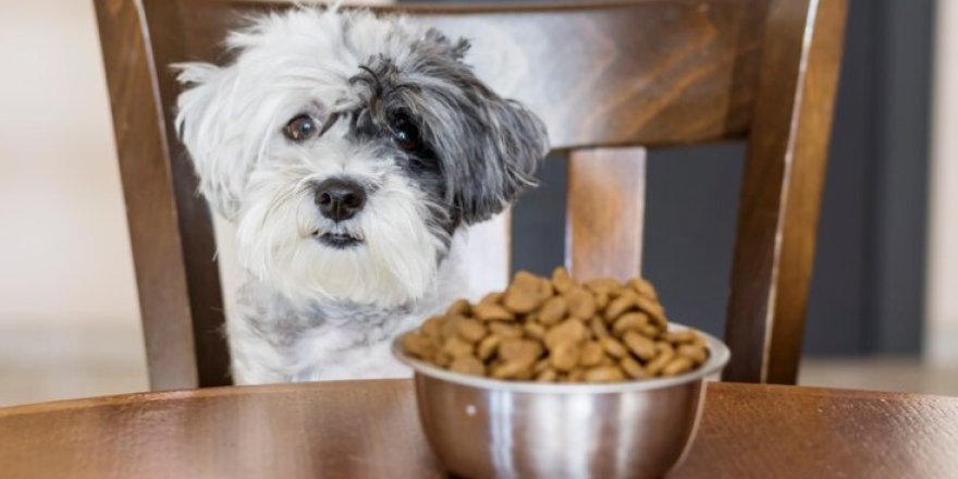 Köpek Maması Seçiminde Kaliteyi Ön Planda Tutanlar İçin Öneriler