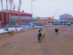 Kars’ta başıboş köpek korkusu