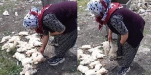 Kars’ta sokak köpekleri hayvanlara saldırdı