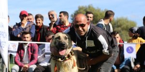 Kars Çoban Köpeği 1. Oldu