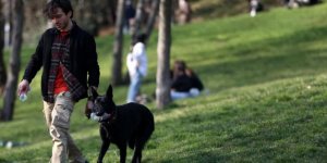 Çevre Dostu Alman Kurdu Raven İstanbul Sokaklarında Bir Fark Yaratıyor