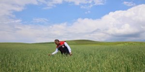 ​​​​​​​Rus orjinli Bezostaj Selim Yukarı Kotanlı Köyü’nde ekiliyor
