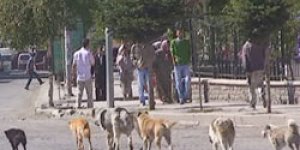 Kars’ı başıboş köpekler sardı